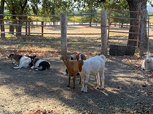 animals at livestock shelter