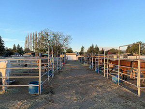 animals at livestock shelter