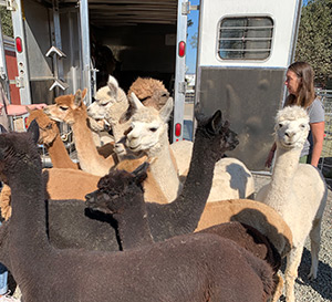Napa CART volunteers at livestock shelter