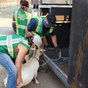 Napa CART volunteers loading a goat into a trailer