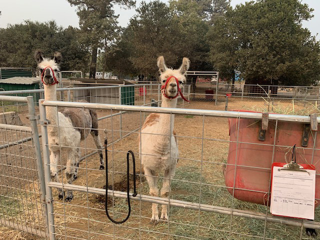 pair of alpaca say hello.