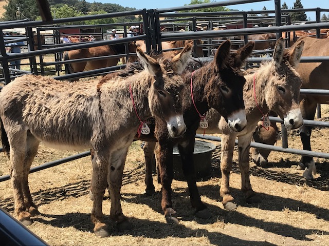 three donkeys standing together.