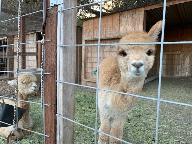 camelid training featured photo.