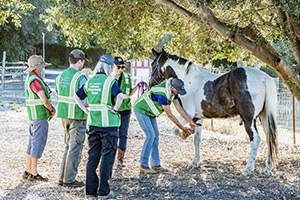 equine skills training.