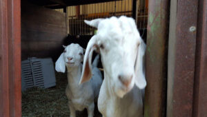 this pair of goats says Join Napa CART!