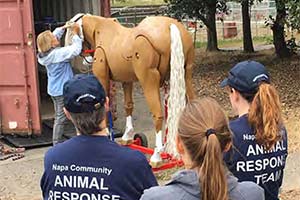 large animal trailer loading volunteer training.