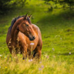 horse in a field with flowers.