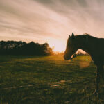 Horse in a field at sunset.